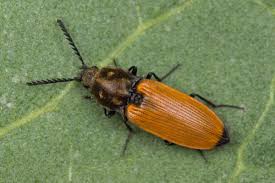 Attēlu rezultāti vaicājumam “Anostirus castaneus”