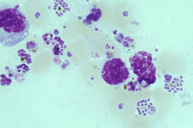 Attēlu rezultāti vaicājumam “Colloderma oculatum plasmodium”