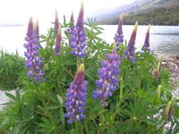 Image result for Lupinus polyphyllus Lindl.