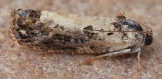 Attēlu rezultāti vaicājumam “Hedya salicella”