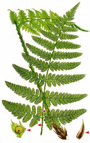 Attēlu rezultāti vaicājumam “Dryopteris dilatata”