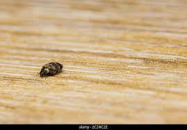 Attēlu rezultāti vaicājumam “Anthrenus museorum”