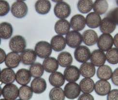 Attēlu rezultāti vaicājumam “Diderma rufostriatum”