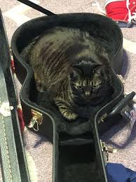 Image result for Cat sleeping in guitar
