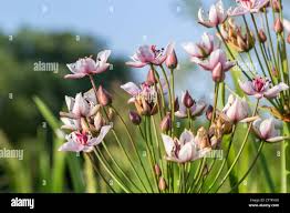 Attēlu rezultāti vaicājumam “Butomus umbellatus bud”