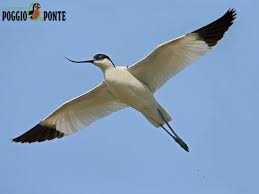 Attēlu rezultāti vaicājumam “Recurvirostra avosetta”