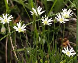 Attēlu rezultāti vaicājumam “Stellaria longifolia flower”