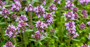 Attēlu rezultāti vaicājumam “Thymus serpyllum leaf”