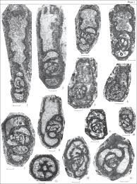 Attēlu rezultāti vaicājumam “Lycogala convexum young”