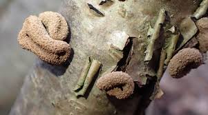 Attēlu rezultāti vaicājumam “Encoelia furfuracea”