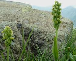Attēlu rezultāti vaicājumam “Herminium monorchis flower”