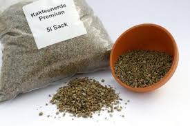 Attēlu rezultāti vaicājumam “Jovibarba globifera fruit”