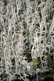 Attēlu rezultāti vaicājumam “Cladonia rangiferina”