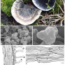 Attēlu rezultāti vaicājumam “Hydnellum sp.”