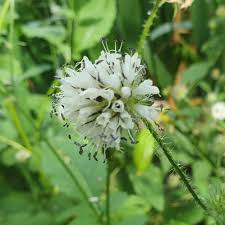 Image result for Dipsacus pilosus