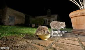 Attēlu rezultāti vaicājumam “Erinaceus sp.”