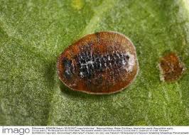 Attēlu rezultāti vaicājumam “Aleurochiton aceris”