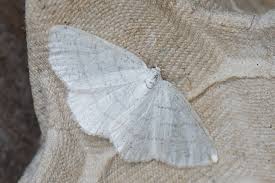 Attēlu rezultāti vaicājumam “Cabera pusaria”