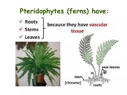 Attēlu rezultāti vaicājumam “Pteropsida”