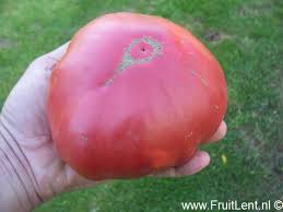 Afbeeldingsresultaat voor crnkovic yugoslavian tomato