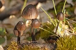 Attēlu rezultāti vaicājumam “Mycena stipata”