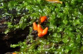 Attēlu rezultāti vaicājumam “Lycogala conicum”