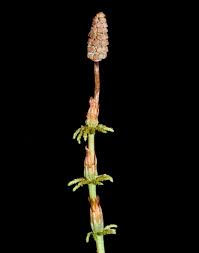 Attēlu rezultāti vaicājumam “Equisetum sylvaticum”