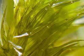 Attēlu rezultāti vaicājumam “Isothecium alopecuroides sporophyte”