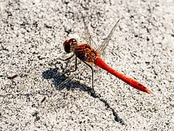 Attēlu rezultāti vaicājumam “Sympetrum sanguineum male”