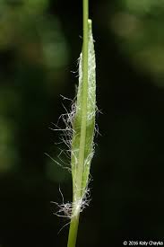 Attēlu rezultāti vaicājumam “Luzula luzuloides leaf”