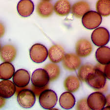 Attēlu rezultāti vaicājumam “Didymium tussilaginis macro”