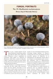 Attēlu rezultāti vaicājumam “Badhamia melanospora macro”