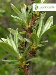 Attēlu rezultāti vaicājumam “Hippophae rhamnoides female flower”