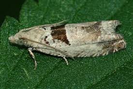 Attēlu rezultāti vaicājumam “Epinotia ramella”