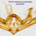 Attēlu rezultāti vaicājumam “Aethalura punctulata”