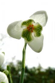 Attēlu rezultāti vaicājumam “Galanthus nivalis”