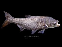 Image result for Hypophthalmichthys nobilis