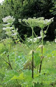 Attēlu rezultāti vaicājumam “Heracleum sosnowskyi”