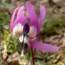 Attēlu rezultāti vaicājumam “Erythronium sibiricum flower”
