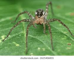 Attēlu rezultāti vaicājumam “Lycosidae”