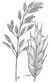 Attēlu rezultāti vaicājumam “Bromus secalinus”