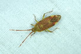 Attēlu rezultāti vaicājumam “Pantilius tunicatus imago”