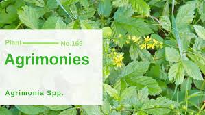 Attēlu rezultāti vaicājumam “Agrimonia pilosa”