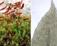 Attēlu rezultāti vaicājumam “Pohlia wahlenbergii macro”