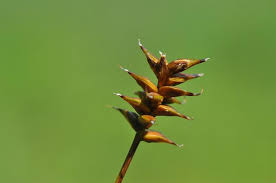 Attēlu rezultāti vaicājumam “Carex dioica male flower”