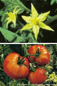 Attēlu rezultāti vaicājumam “Lycopersicon esculentum”