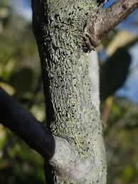 Attēlu rezultāti vaicājumam “Megalaria grossa”