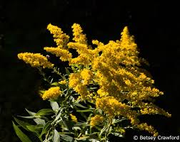 Attēlu rezultāti vaicājumam “Solidago canadensis fruit”