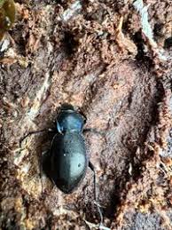 Attēlu rezultāti vaicājumam “Carabus violaceus”