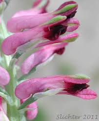 Image result for Fumaria officinalis